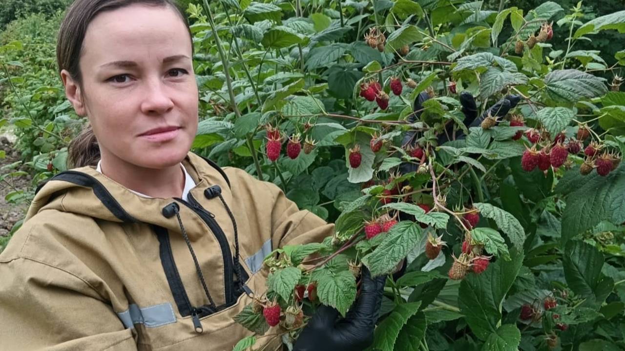 Главная картинка новости: Ученые Коми завершают многолетнее исследование по выращиванию малины