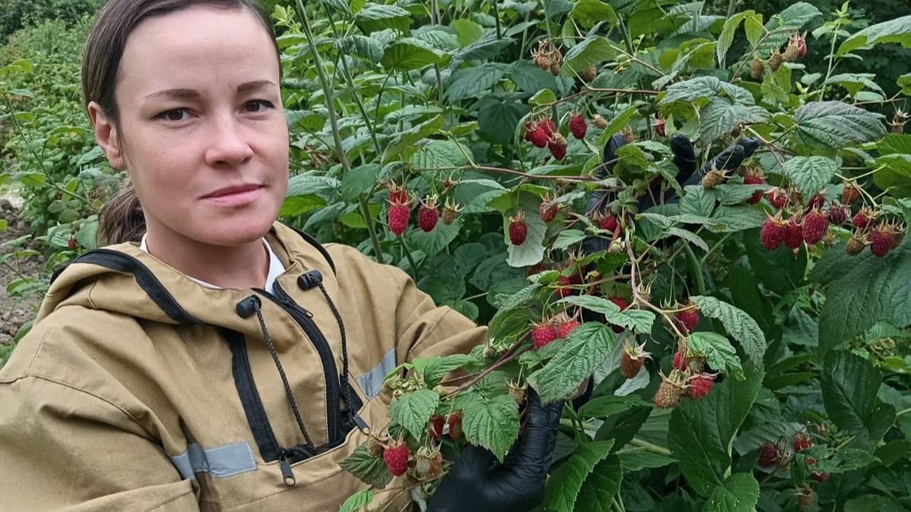 Главная картинка новости: Ученые Коми завершают многолетнее исследование по выращиванию малины