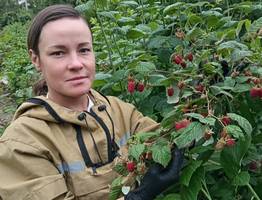 Ученые Коми завершают многолетнее исследование по выращиванию малины