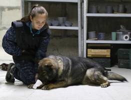 В Сыктывкаре прошли масштабные сборы полицейских кинологов