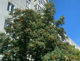 30 июля в Коми установится комфортная летняя погода без осадков