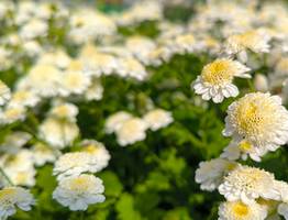 31 июля в Коми установится комфортная летняя погода с умеренным теплом