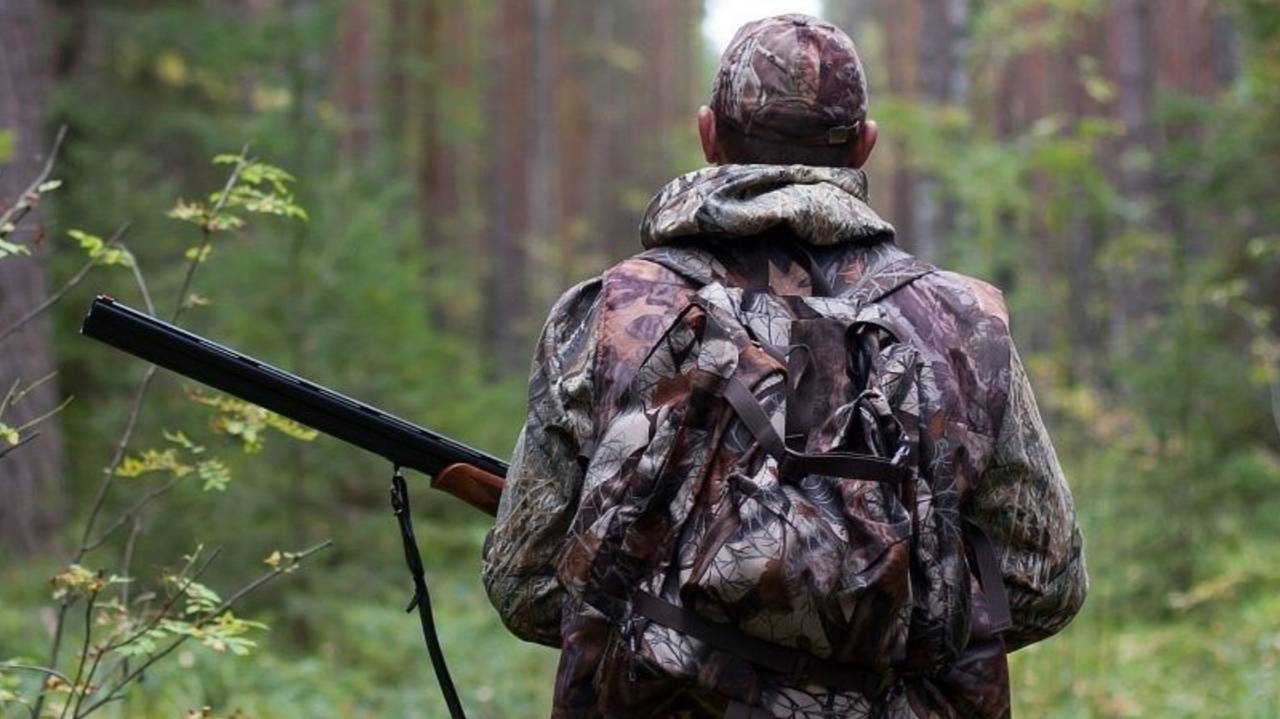 Главная картинка новости: В Коми открывается сезон охоты на бурого медведя, кабана и волка