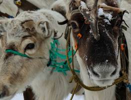В Коми празднуют День оленя – дань уважения вековым традициям
