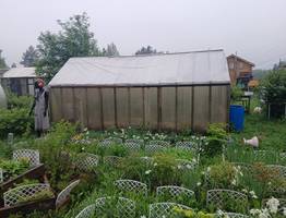 Грядка после чеснока — золотая жила: три культуры, которые успеют вырасти до осенних холодов