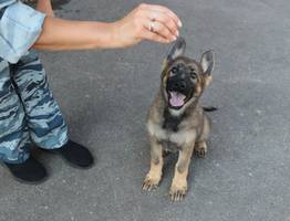 Щенки-полицейские в Коми готовятся к первой службе