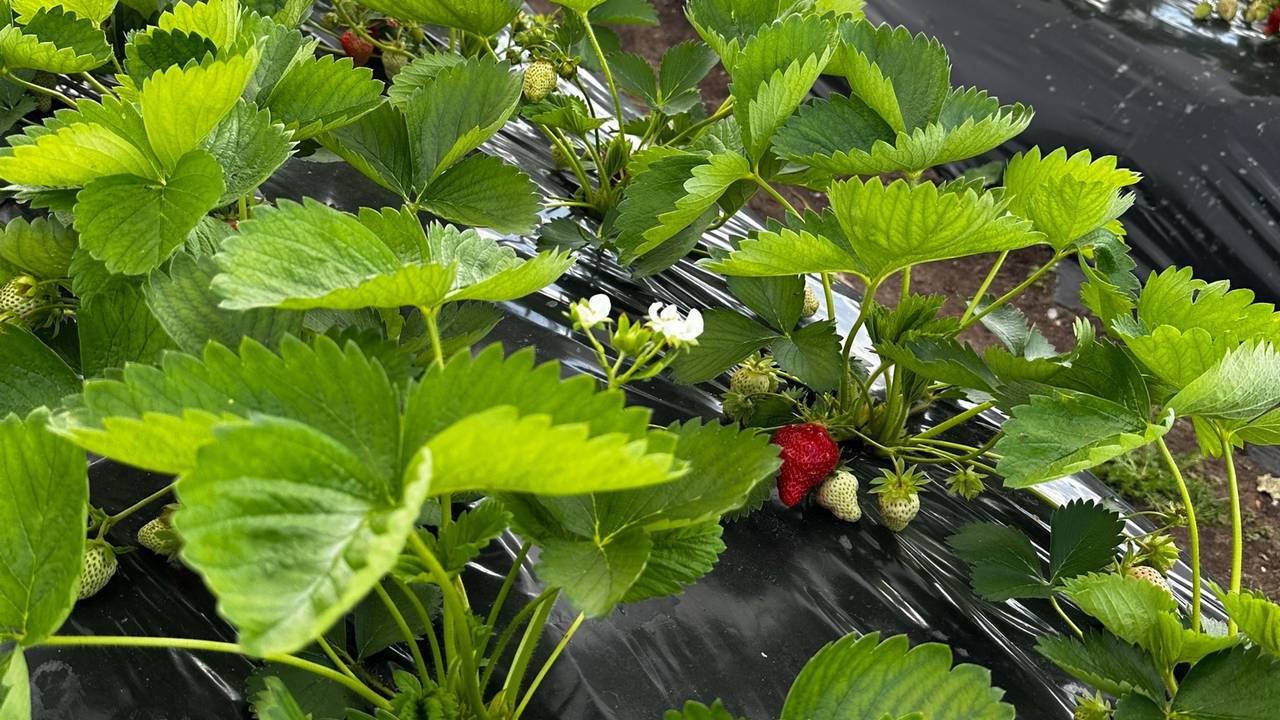 Главная картинка новости: Молодой фермер из Коми превратил грант в успешную клубничную плантацию