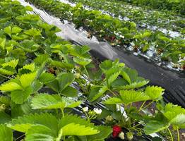 Молодой фермер из Коми превратил грант в успешную клубничную плантацию