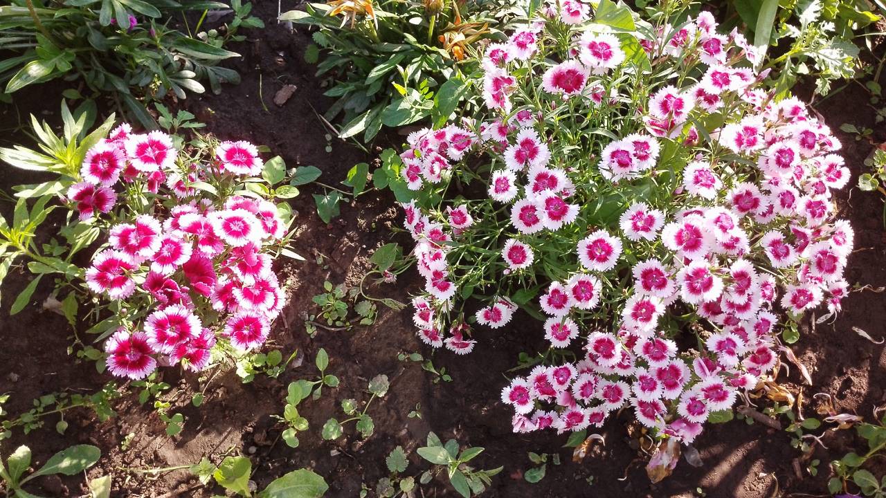 8 августа в Коми ожидается летний теплый день с грозами на юго-западе