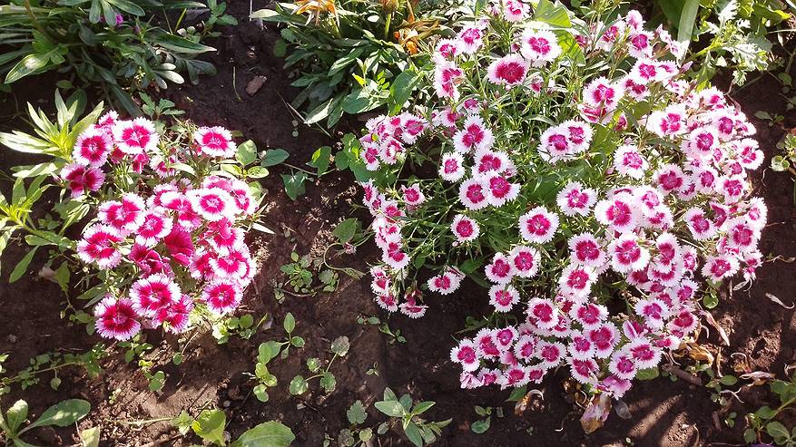 Главная картинка новости: 8 августа в Коми ожидается летний теплый день с грозами на юго-западе