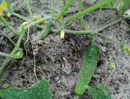 Дарю огурцам вторую жизнь: делаю это в августе, через несколько дней желтые завязи зеленеют