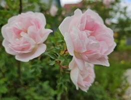 10 августа в Коми ожидается теплый на всей территории, но переменчивый день