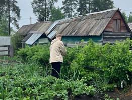За 1 ночь в августе огурцов нарастает больше, чем в июле. Простой приём для долгого плодоношения
