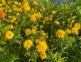 11 августа все районы Коми ожидает летний комфорт