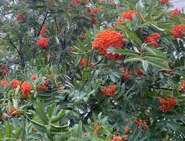 Циклон принесет в Коми дожди: погода в середине августа изменится