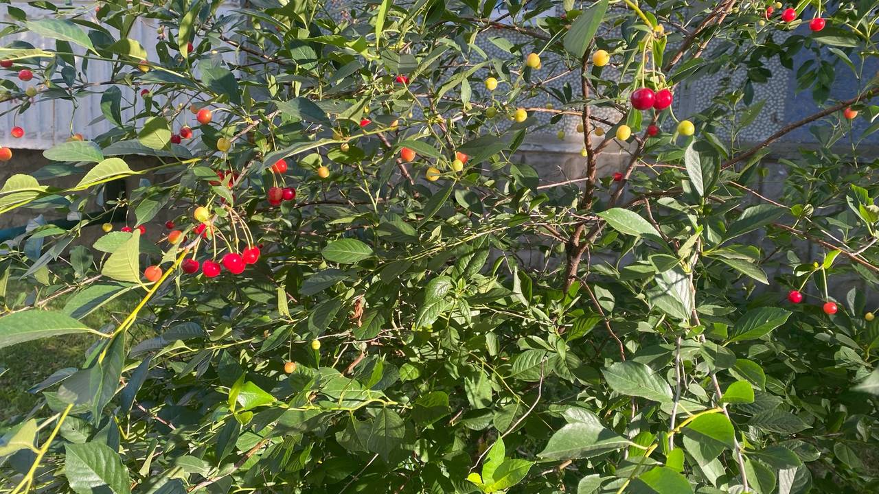 Коми готовится к переменчивой погоде: что ждать жителям 12 августа