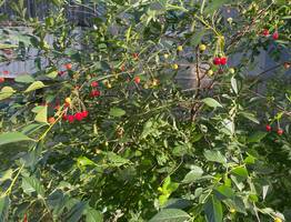 Коми готовится к переменчивой погоде: что ждать жителям 12 августа