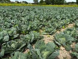 В Коми фермер в одиночку выращивает 250 тонн капусты ежегодно