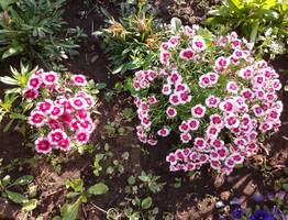 14 августа Коми ждет переменчивая погода: и дожди, и солнце