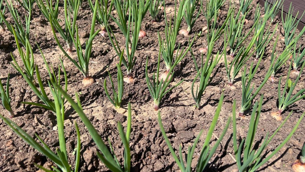 Главная картинка новости: Навоз больше не понадобится: урожай стабильно растет в 2,5 раза благодаря этому сидерату