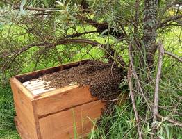 Пчеловоды Коми увеличили производство меда в четыре раза