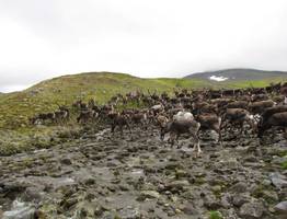 Проект по спасению диких северных оленей в Коми получил президентский грант