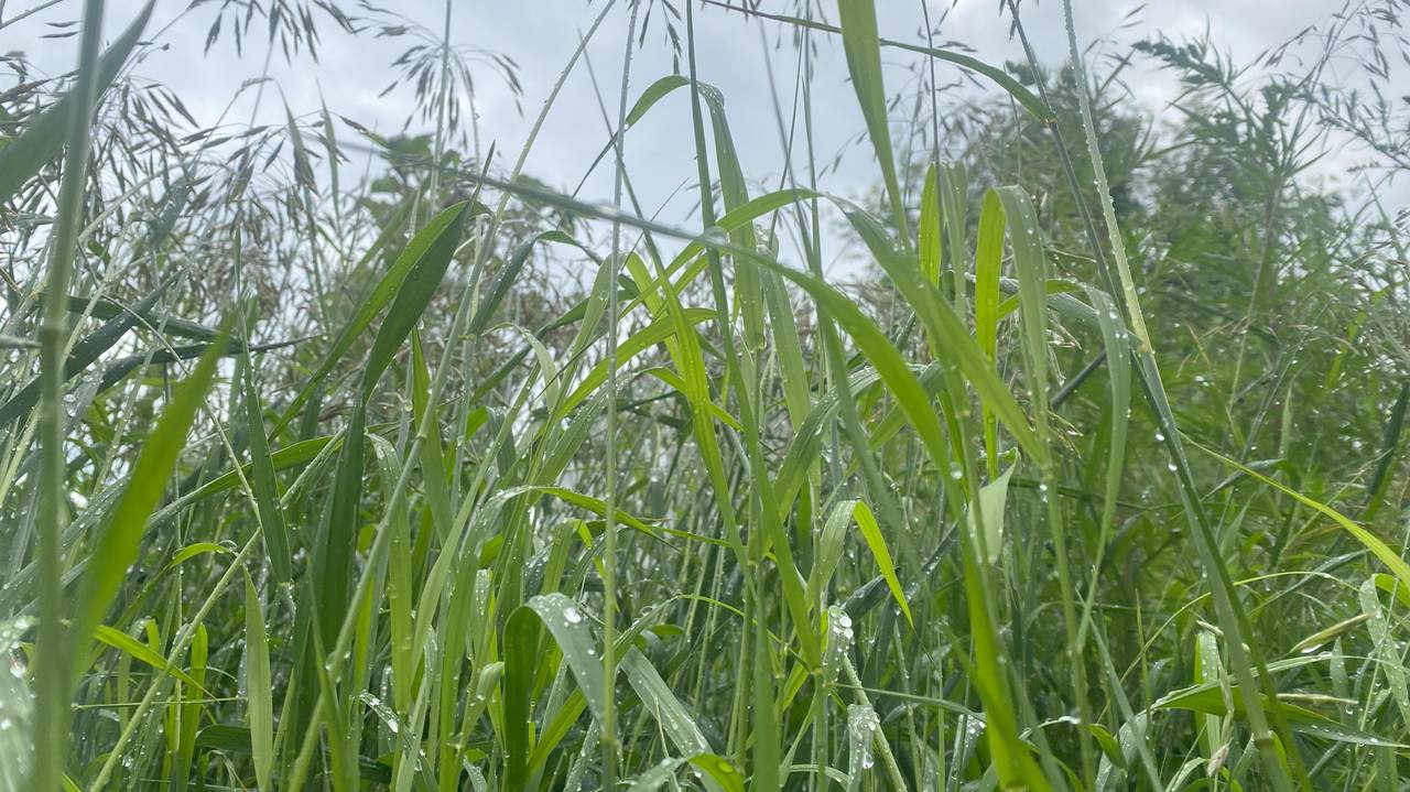 На новой неделе циклоны принесут в Коми дожди и прохладу