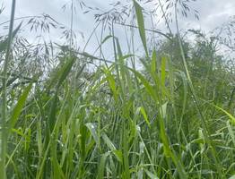 На новой неделе циклоны принесут в Коми дожди и прохладу