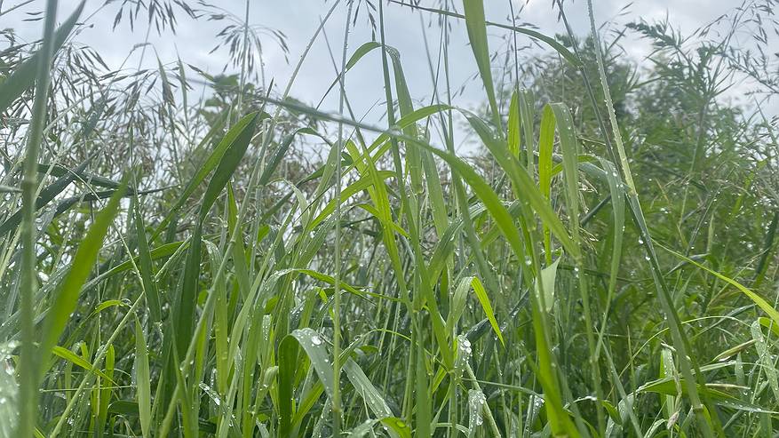 Главная картинка новости: На новой неделе циклоны принесут в Коми дожди и прохладу