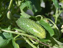 Не зола и не коровяк: огурцы обожают эту подкормку в середине августа - сформируют богатый урожай и полностью избавятся от желтых листьев