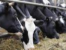 Коми сохраняет уникальное поголовье холмогорских коров