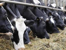 Коми сохраняет уникальное поголовье холмогорских коров