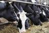 Миниатюра новости: Коми сохраняет уникальное поголовье холмогорских коров