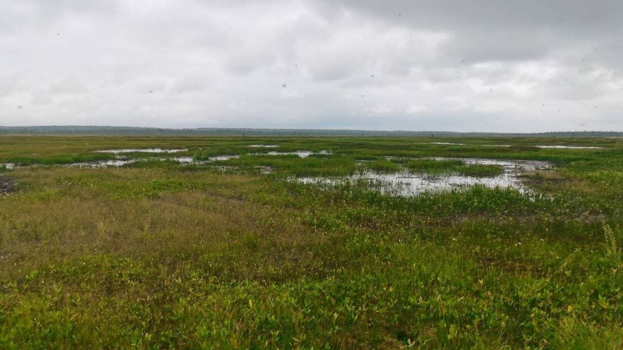 Главная картинка новости: Трагедия на болоте в Коми: каракат стал смертельной ловушкой для охотника под Усинском