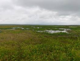 Трагедия на болоте в Коми: каракат стал смертельной ловушкой для охотника под Усинском