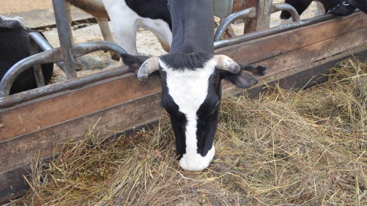 Главная картинка новости: Аграрии Коми полностью обеспечили животных сеном на предстоящую зиму