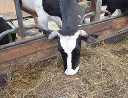 Аграрии Коми полностью обеспечили животных сеном на предстоящую зиму