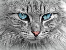 Вот почему вы никогда не должны наказывать кошку за плохое поведение