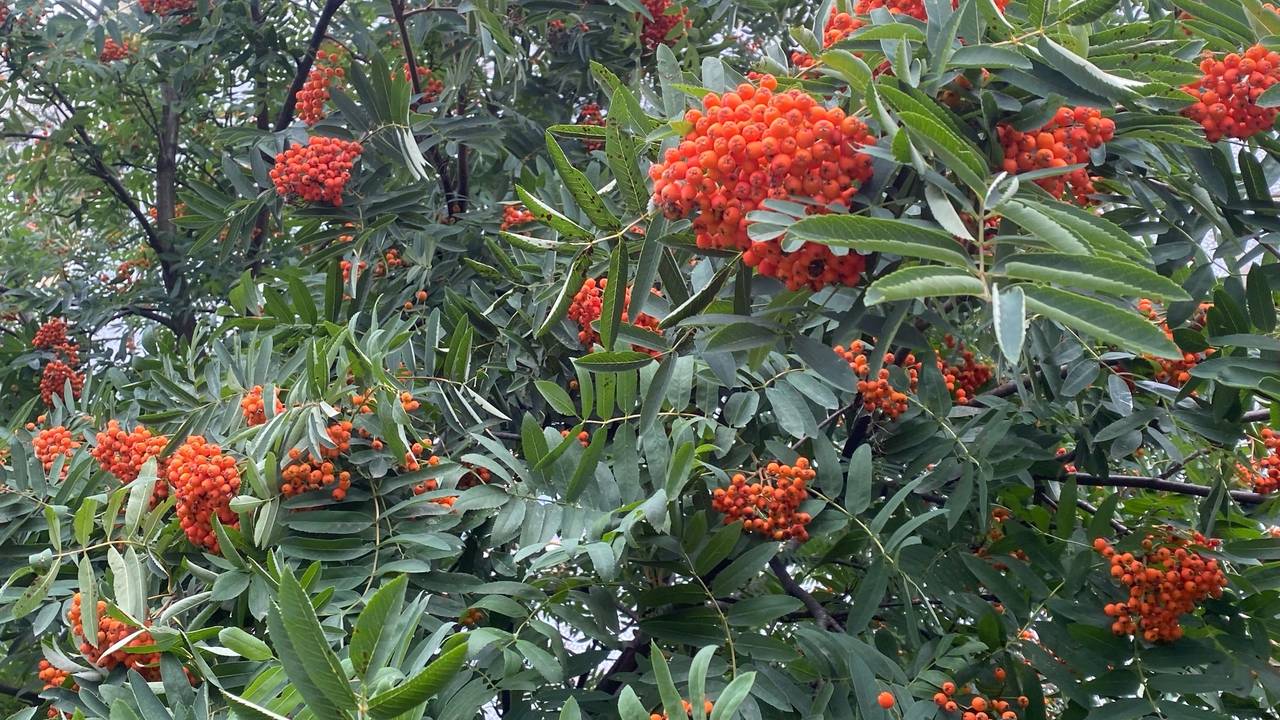 Главная картинка новости: Август завершится в Коми прохладой с кратковременными осадками: погода 31-го