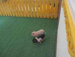 Россельхознадзор выявил в Сыктывкаре антикафе с мини-пигами без лицензии