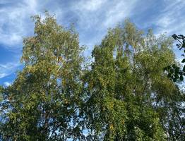 4 сентября принесет в Коми почти летнее дневное тепло