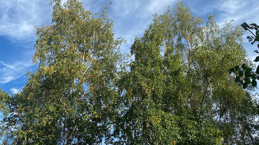 Главная картинка новости: 4 сентября принесет в Коми почти летнее дневное тепло