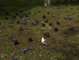 В Сыктывкаре зафиксирована массовая гибель голубей