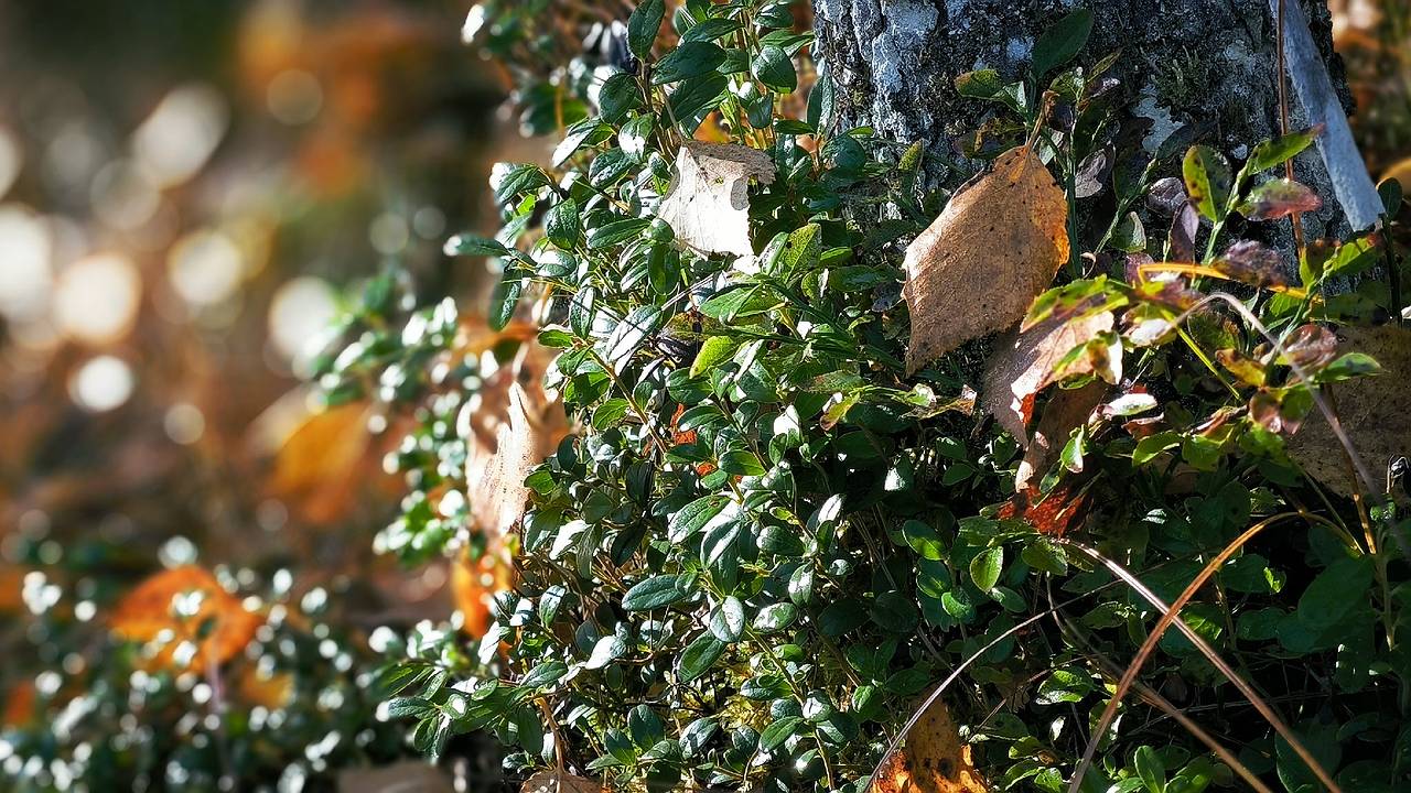 Главная картинка новости: Комфорт и тепло на выходных на природе: прогноз погоды в Республике Коми на 6 сентября