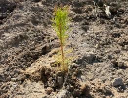 Коми открыла всероссийскую экологическую кампанию высадкой молодых деревьев