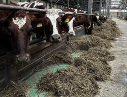 "Нёбдинский" из Коми вошёл в тройку лучших животноводческих хозяйств России