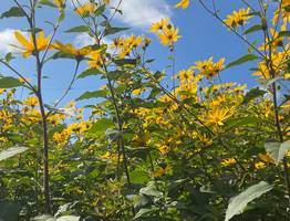 12 сентября удивит Коми ночными заморозками и дневным теплом