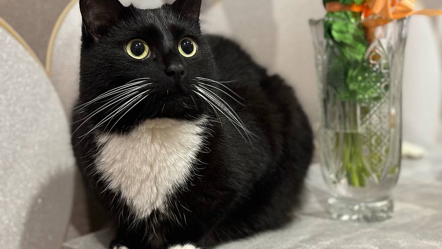 Главная картинка новости: Кошка топчет вас лапками? Вот что это значит на самом деле