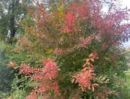 14 сентября принесет на северо-восток Коми дождь, а по юго-западу ударит заморозками