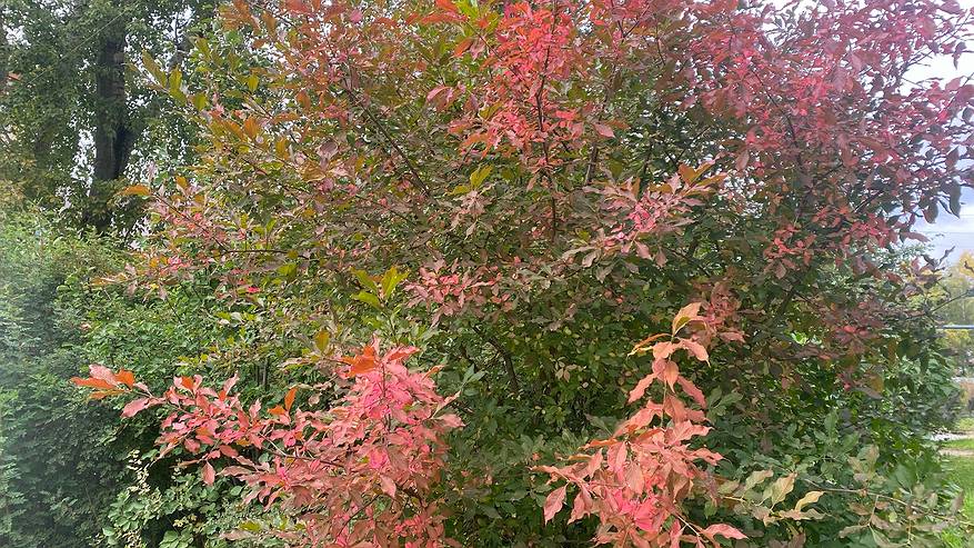 Главная картинка новости: 14 сентября принесет на северо-восток Коми дождь, а по юго-западу ударит заморозками